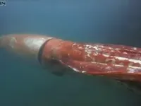 Be a Gaint Squid.