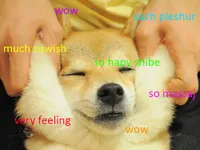 Doge Doge