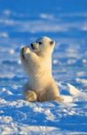 Polar bear Polar bear