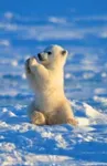 Polar bear Polar bear