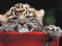 Amur Leopard Amur Leopard