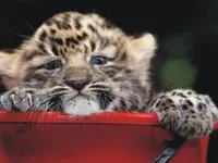 Amur Leopard Amur Leopard