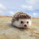 Hedgehogs! Hedgehogs!