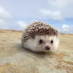 Hedgehogs!