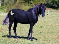 luna real horse luna real horse