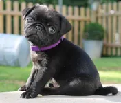 idc just love animales idc just love animales