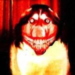 smile dog smile dog