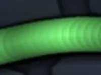 skin 22