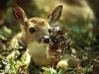 This deer! This deer!