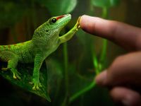 Gecko! B3 Gecko! B3