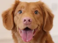 Happy, cute doggo