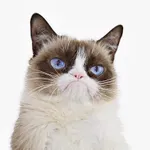 Grumpy cat Grumpy cat