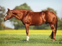 Chestnut/Sorrel