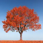 Maple