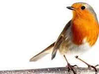 Bird Bird