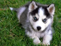 Puppies! Puppies!