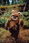 Wicket Wicket