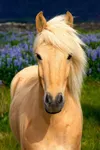 Palomino Palomino