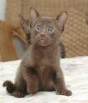 Havana Brown Havana Brown