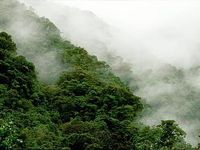 Peruvian Forest Peruvian Forest