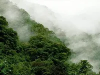 Peruvian Forest Peruvian Forest