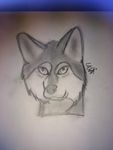 Young wolf Young wolf
