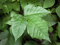 Poison Ivy Poison Ivy