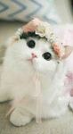 cat cat