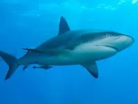 Shark! Shark!