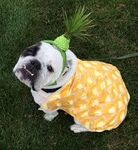 Ranger in pineapple suit Ranger in pineapple suit