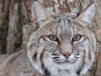 Wild Cat Wild Cat