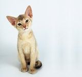 Abyssinian Abyssinian