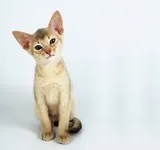 Abyssinian Abyssinian
