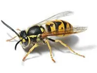 3 Wasps!