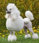 Poodle Poodle