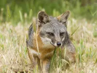Island Fox Island Fox