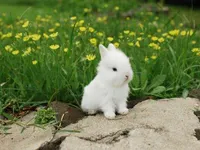 Bunnies! Bunnies!