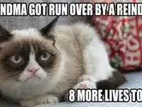Grumpy Cat Grumpy Cat