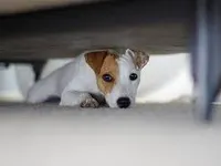 aghh! I have to hide my dog!