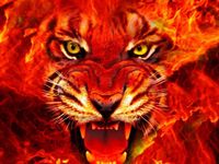 Fiery Tiger Fiery Tiger