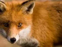 FOXES!