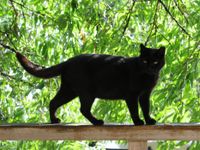RavenPelt RavenPelt