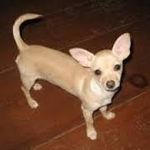 Chihuahua Chihuahua
