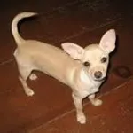 Chihuahua Chihuahua