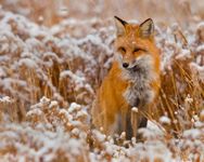 Foxes Foxes
