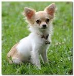 chihuahua chihuahua