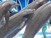 Dolphins Dolphins