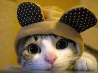 Meh... Meh...