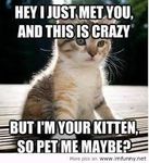 Kitten Kitten