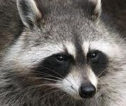 Racoons Racoons